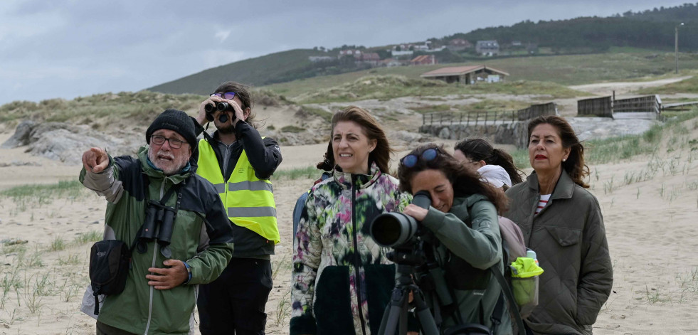 Medio Ambiente realiza trabajos de conservación en Baldaio para proteger la píllara das dunas
