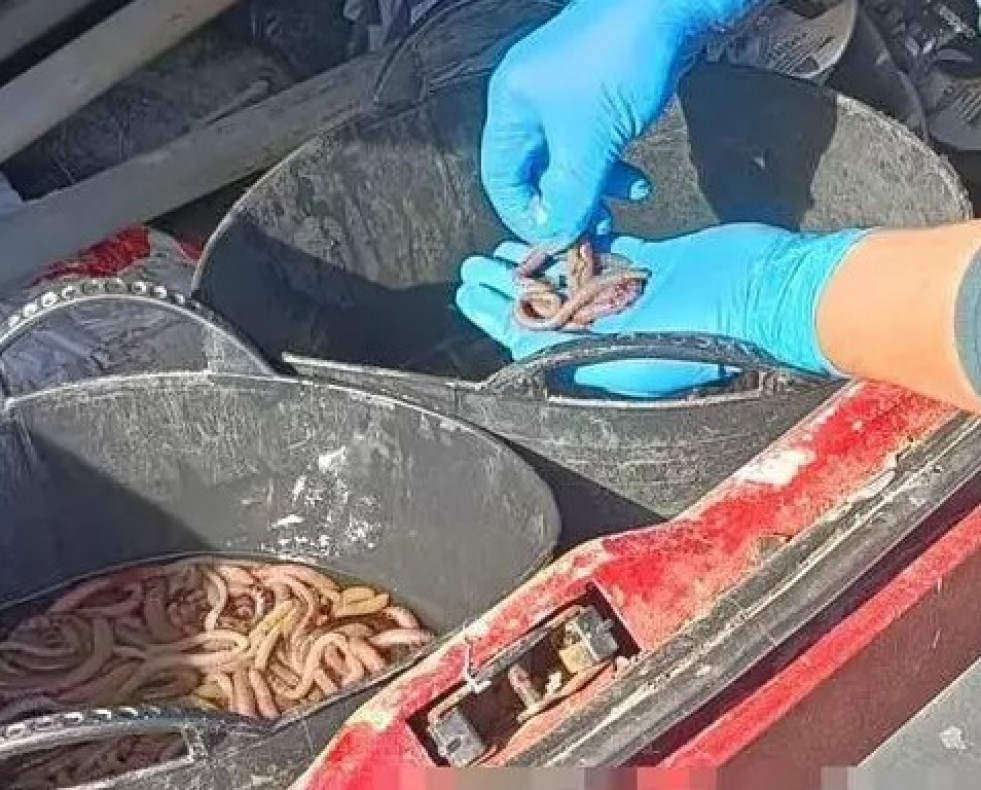 Lombrices de mar incautadas en Ponteceso