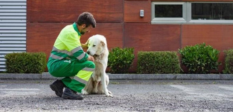 Personal del Concello carballés  se formará sobre bienestar animal