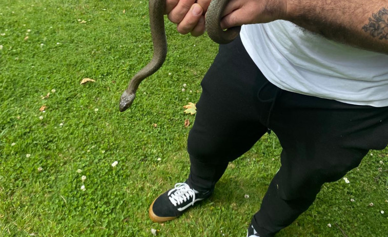 Una culebra de collar en el parque del Anllóns de Carballo