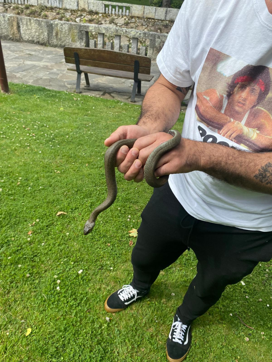 Una culebra de collar en el parque del Anllóns de Carballo