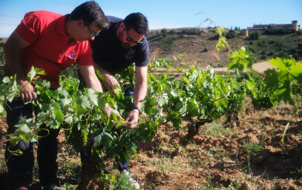Bodegas La Celestina, vinos que expresan la armonía y el equilibro de la Ribera del Duero