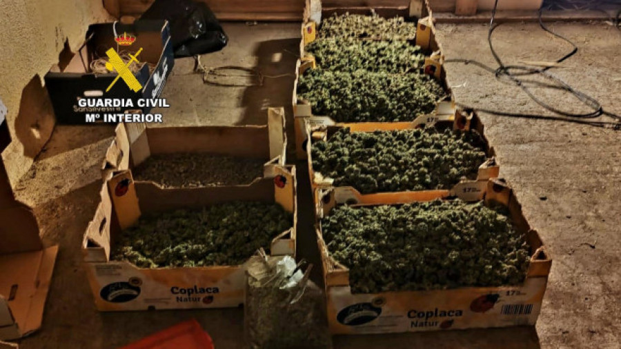 Descubren en Melide un invernadero con dos toneladas de marihuana