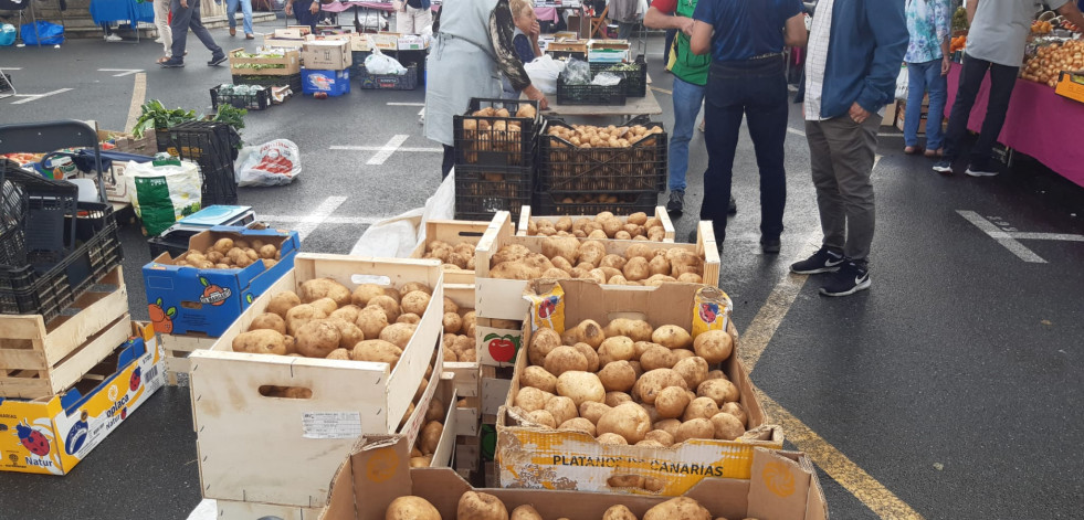 La amplia oferta de patata nueva modera los precios en Paiosaco