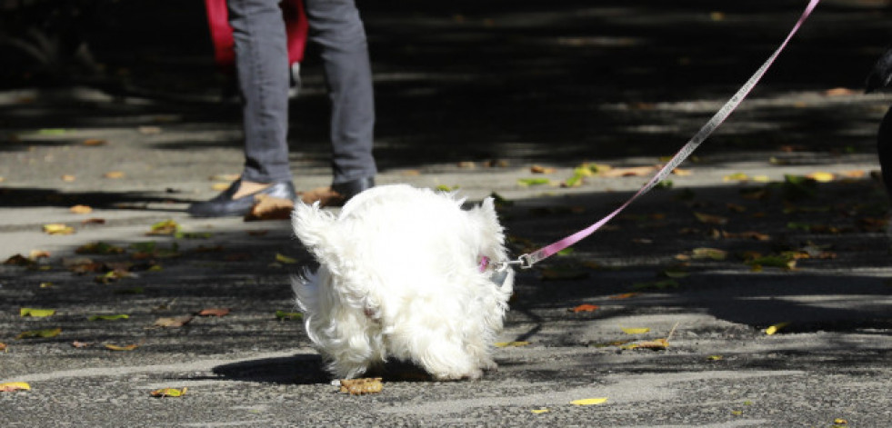 Galicia supera los 800.000 animales de compañía censados: desde perros y gatos hasta hurones o aves de rapiña