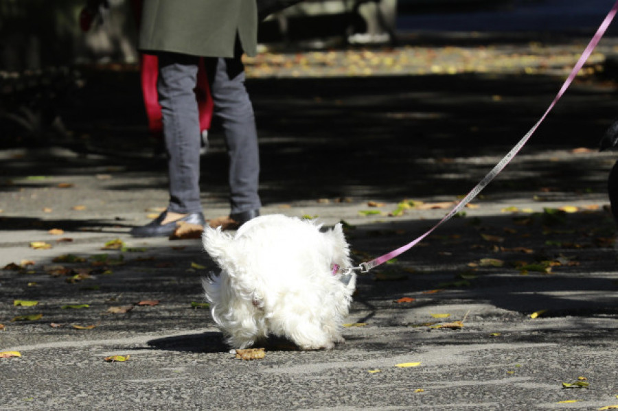 Galicia supera los 800.000 animales de compañía censados: desde perros y gatos hasta hurones o aves de rapiña