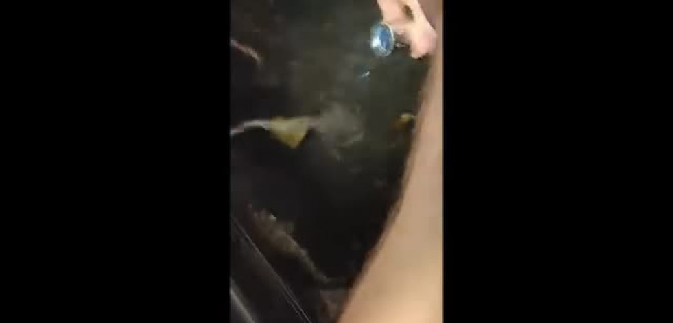 Nace un tiburón en un acuario en el que solo había ejemplares hembra