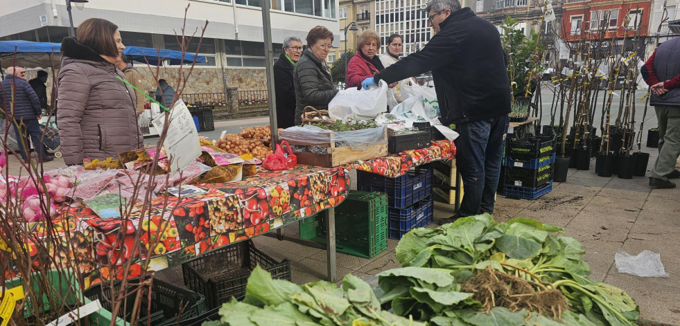 Mucha planta para la huerta en la feria de Carballo