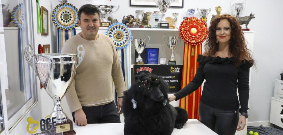La caniche Norte: mejor perra de España