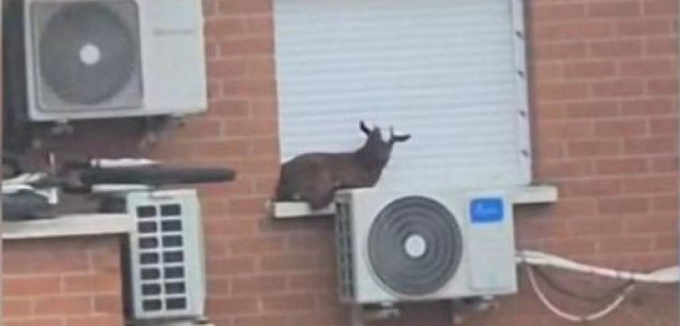 Rescatan a una cabra atrapada en la ventana de un quinto piso en Madrid