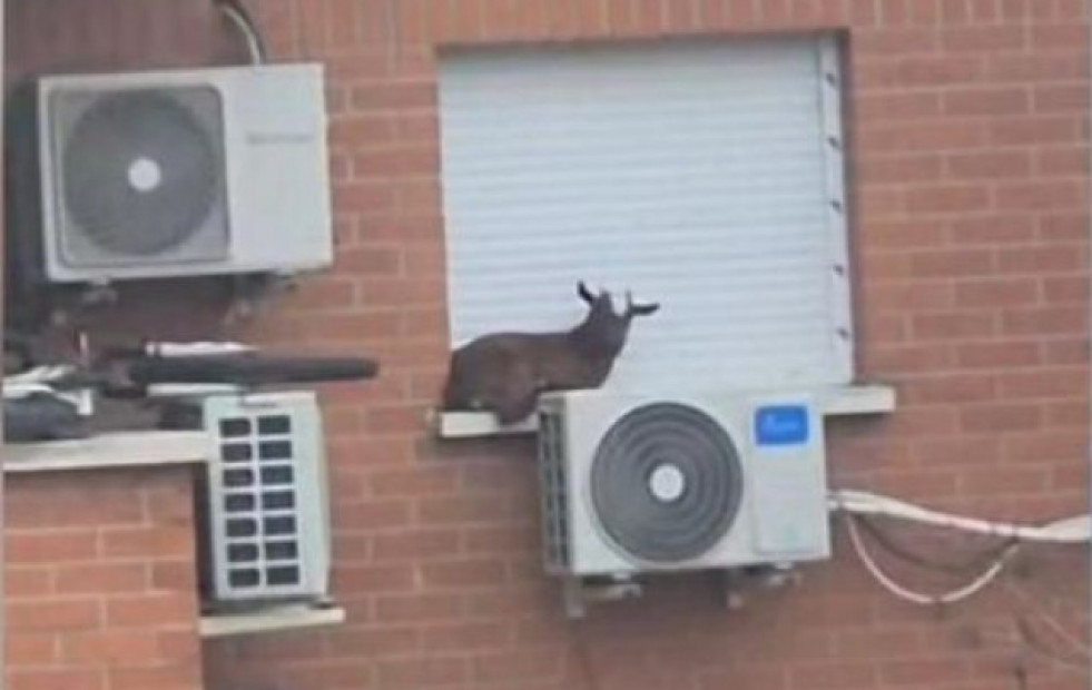 Rescatan a una cabra atrapada en la ventana de un quinto piso en Madrid