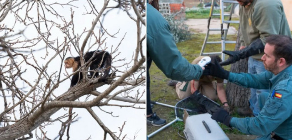 Rescatan un mono capuchino desnutrido en el árbol de un jardín de Mejorada