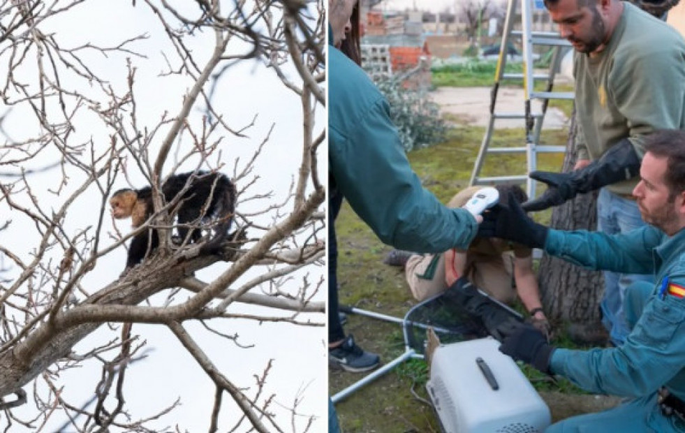 Rescatan un mono capuchino desnutrido en el árbol de un jardín de Mejorada