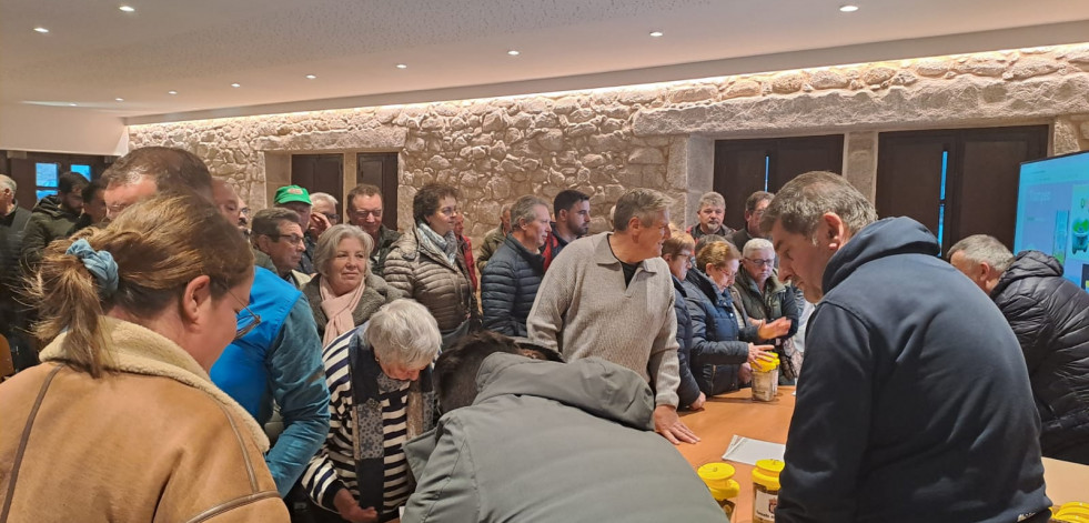 Los concellos de la Costa da Morte inician la campaña de trampeo contra las velutinas