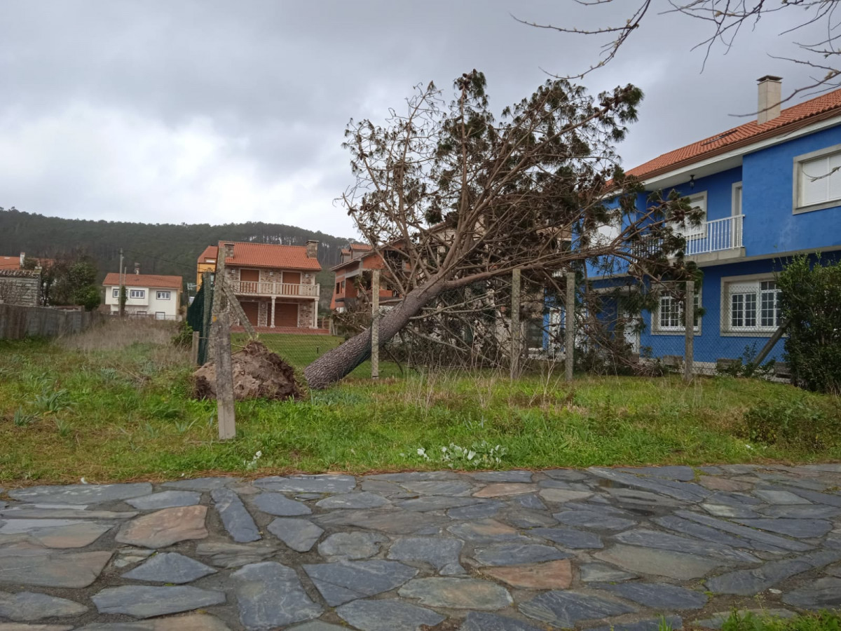 Arbol caido en Fisterra