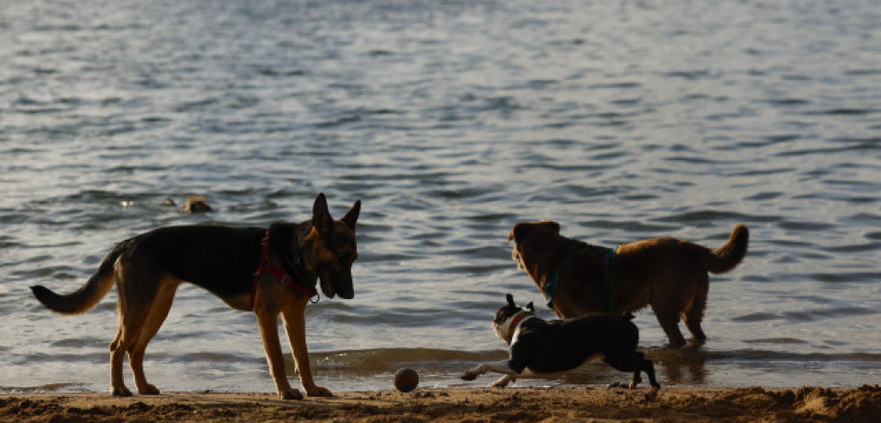 Mata a sus dos perros lanzándolos desde un octavo piso porque está 