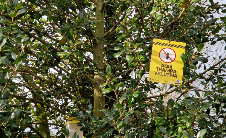 El servicio de control de plagas carballés desarrolla varias labores preventivas