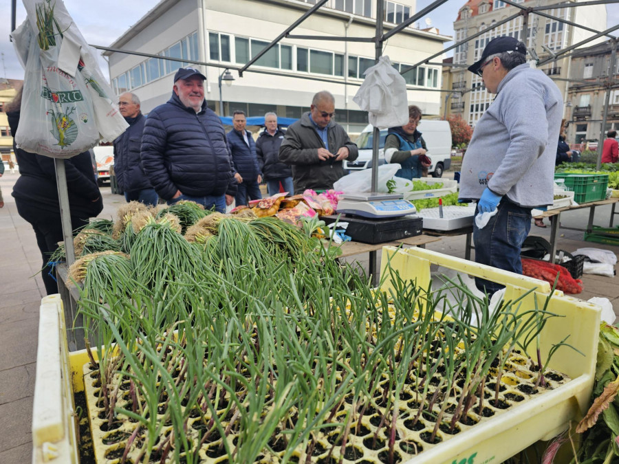 Las plantas para cultivar la huerta llenan la feria de Carballo
