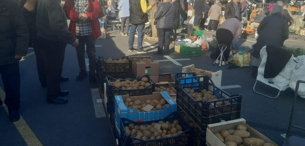 La patata autóctona nueva cultivada en invernadero se vende en Paiosaco a tres euros el kilo