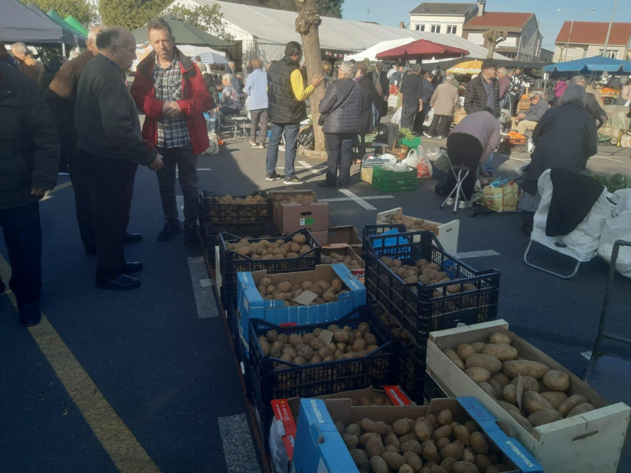 La patata autóctona nueva cultivada en invernadero se vende en Paiosaco a tres euros el kilo