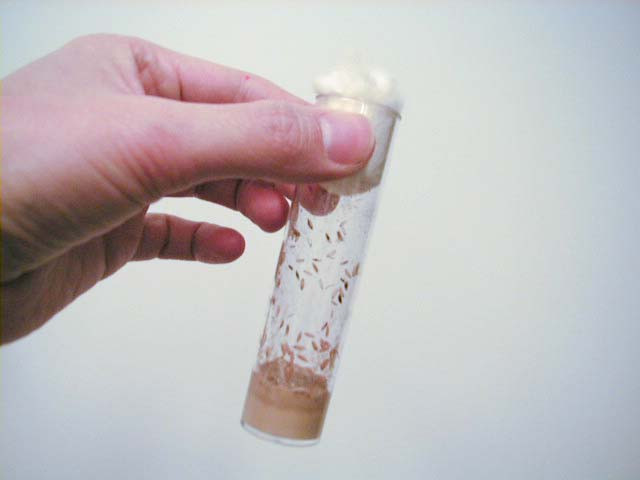 Drosophila culture l
