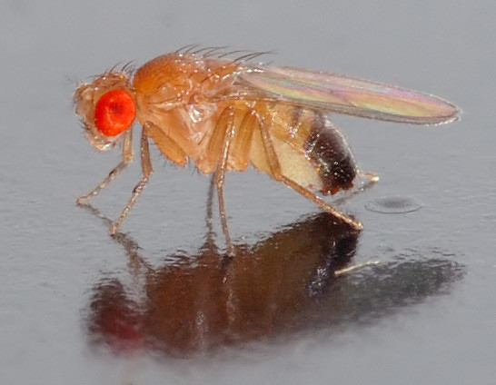Drosophila melanogaster   side (aka)