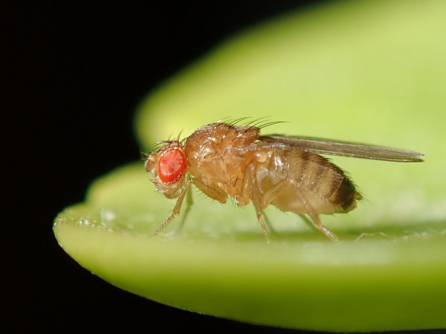 Consiguen manipular el cerebro de las moscas de la fruta para controlarlas a voluntad