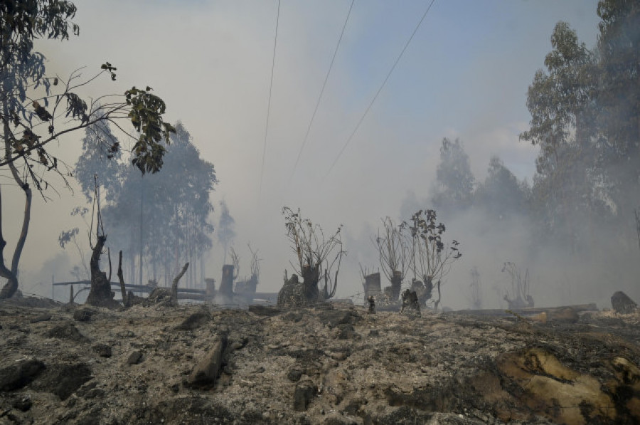 La Xunta ofrece plantas a los dueños de fincas para que las planten en zonas que eviten incendios