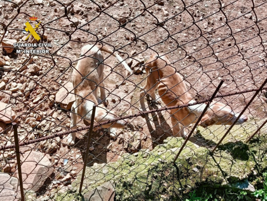 La Guardia Civil rescatan a 66 perros en condiciones extremas de salud