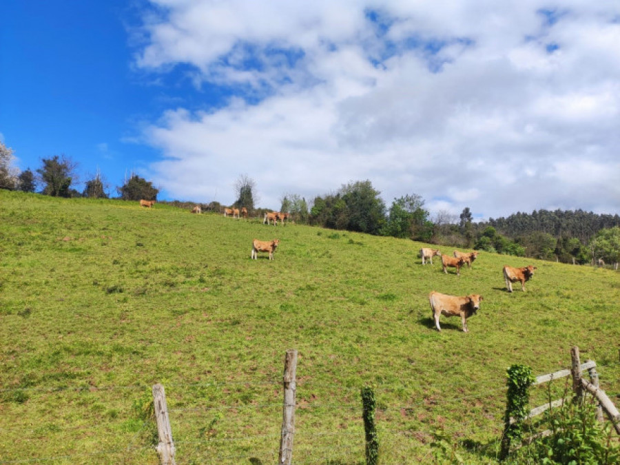 Mueren 27 vacas de una explotación ganadera de Rodeiro tras ser alcanzadas por un rayo