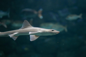 MusolasenelAquariumdeACoruaCarlotaBlanco1