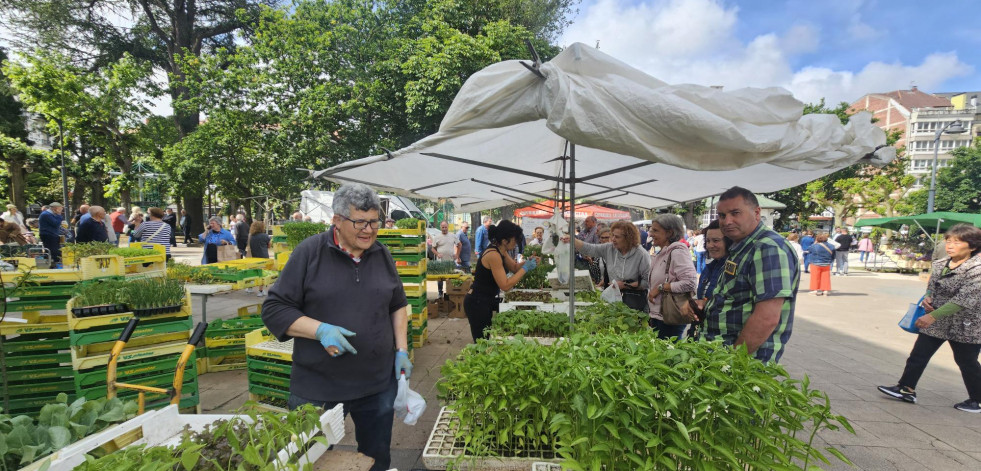 Animada feria en Carballo con mucha planta para la huerta