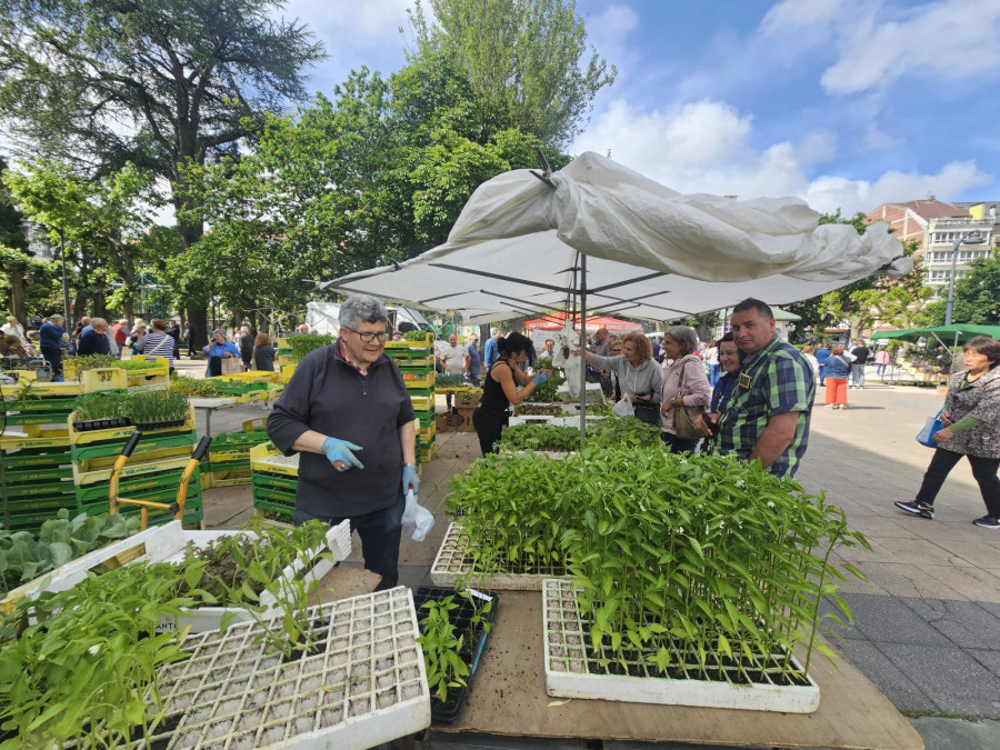 Animada feria en Carballo con mucha planta para la huerta