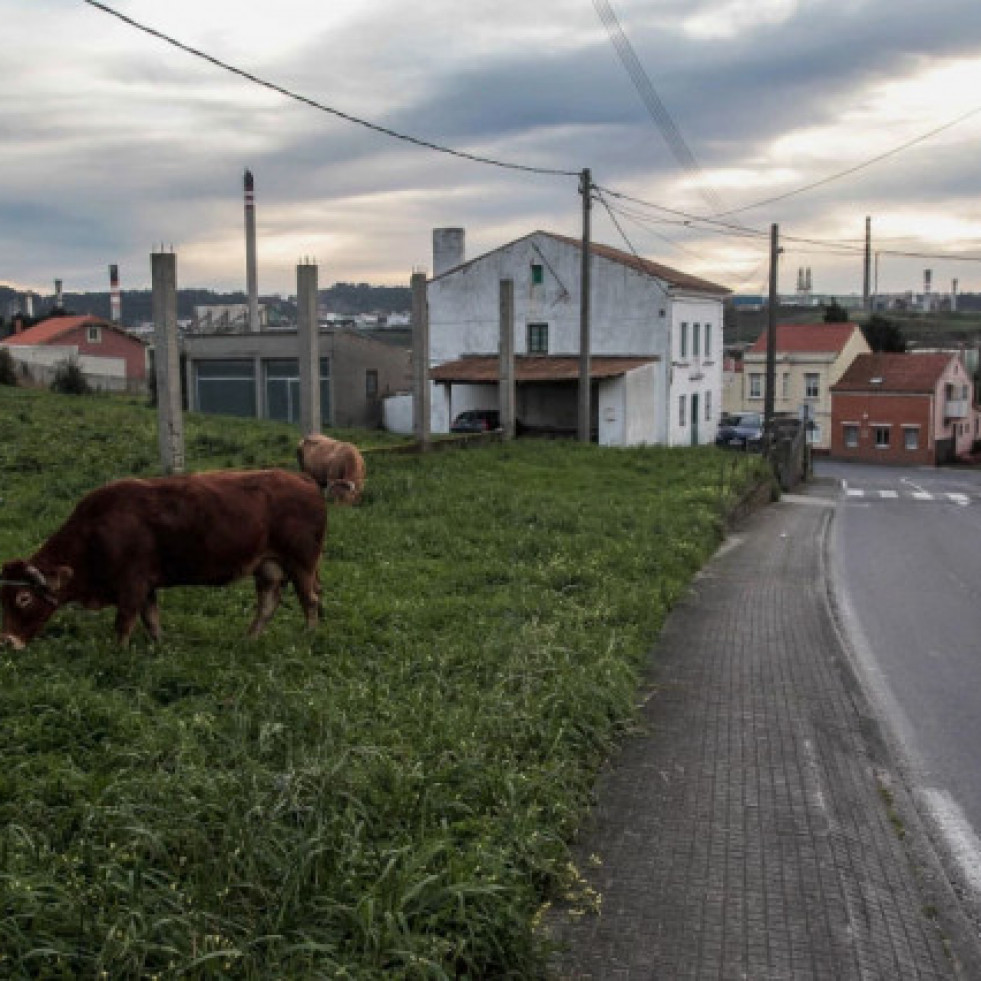 En A Coruña vamos escasos de vacas