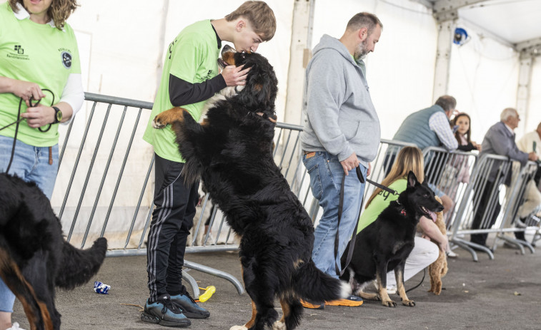 Jornada canina en Zas