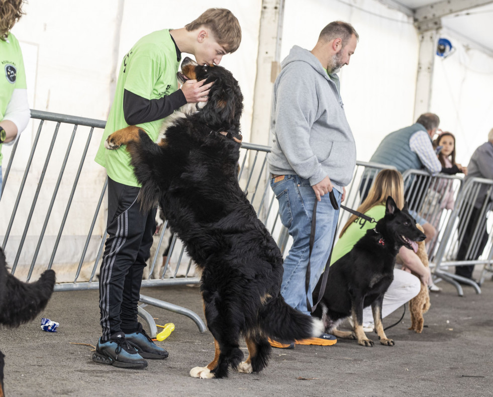 Concurso canino zas 011