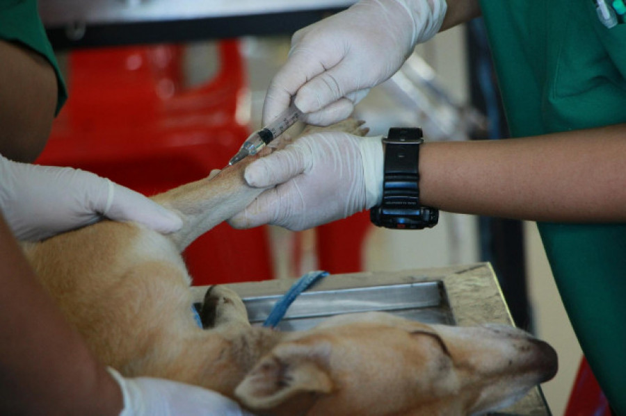 A Cámara galega pide ao Goberno suspender a aplicación do decreto veterinario ata lograr consenso
