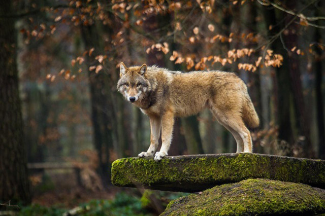 Lobo 20510582 1