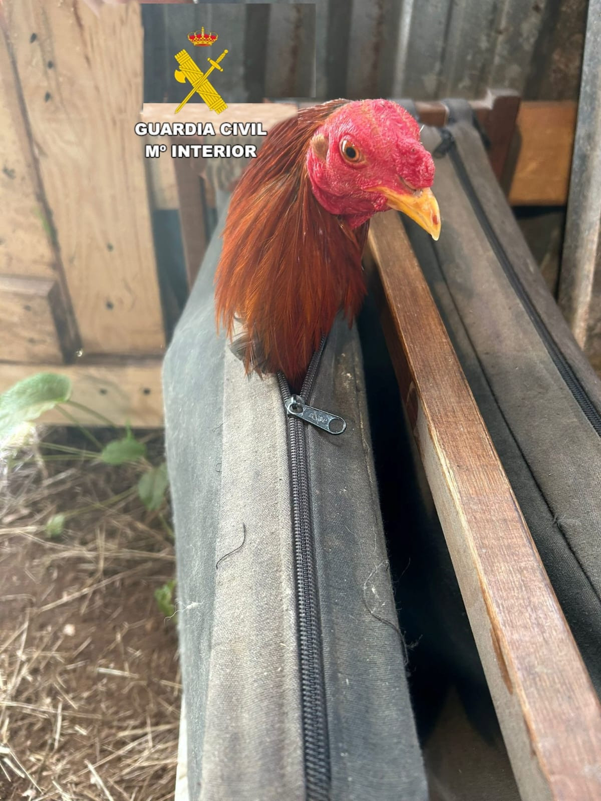 Peleas de gallos en Coristanco (2)