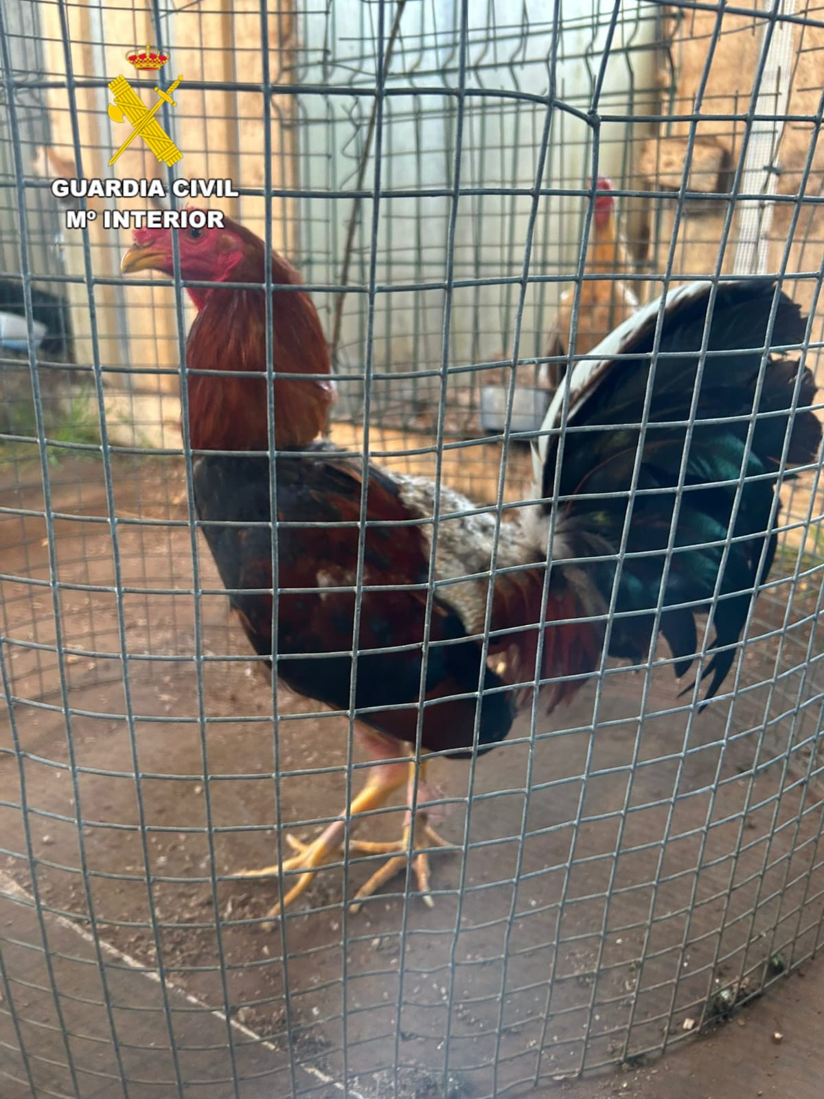 Peleas de gallos en Coristanco (4)