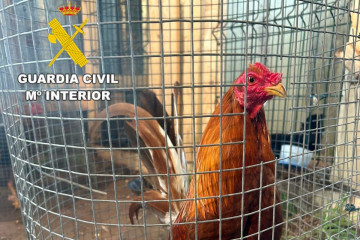 Peleas de gallos en Coristanco (1)