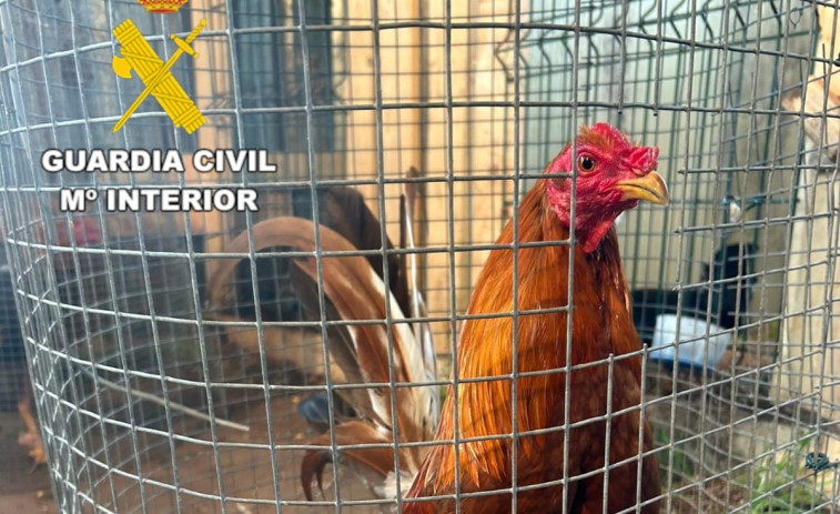 Investigados en Coristanco por organizar peleas de gallos ilegales