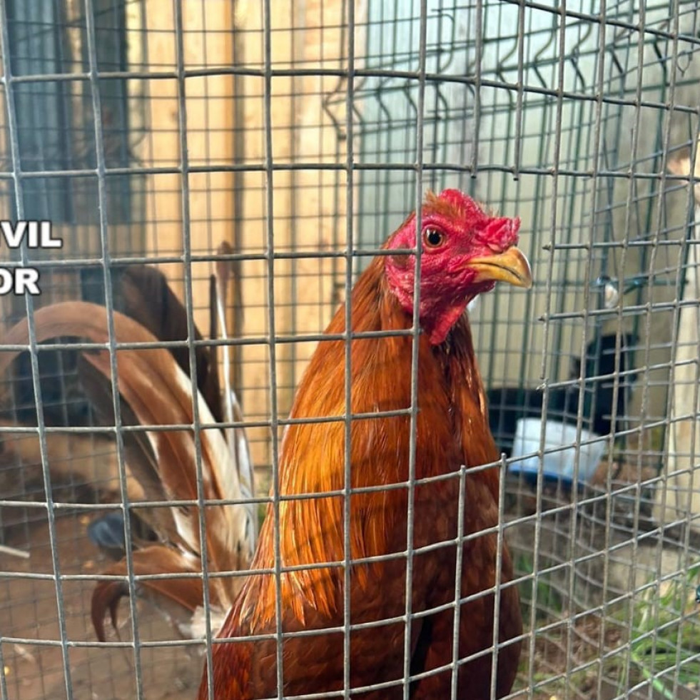 Investigados en Coristanco por organizar peleas de gallos ilegales