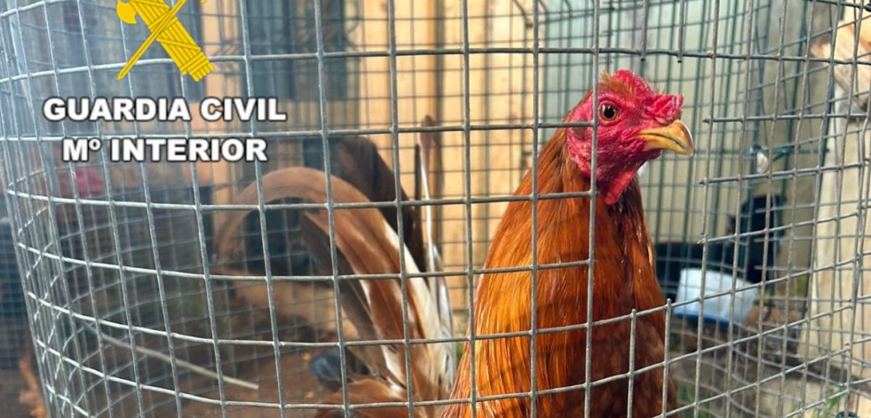 Investigados en Coristanco por organizar peleas de gallos ilegales