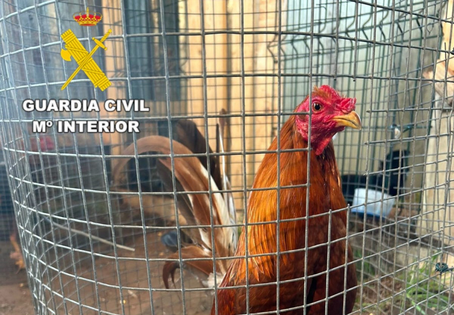 Investigados en Coristanco por organizar peleas de gallos ilegales