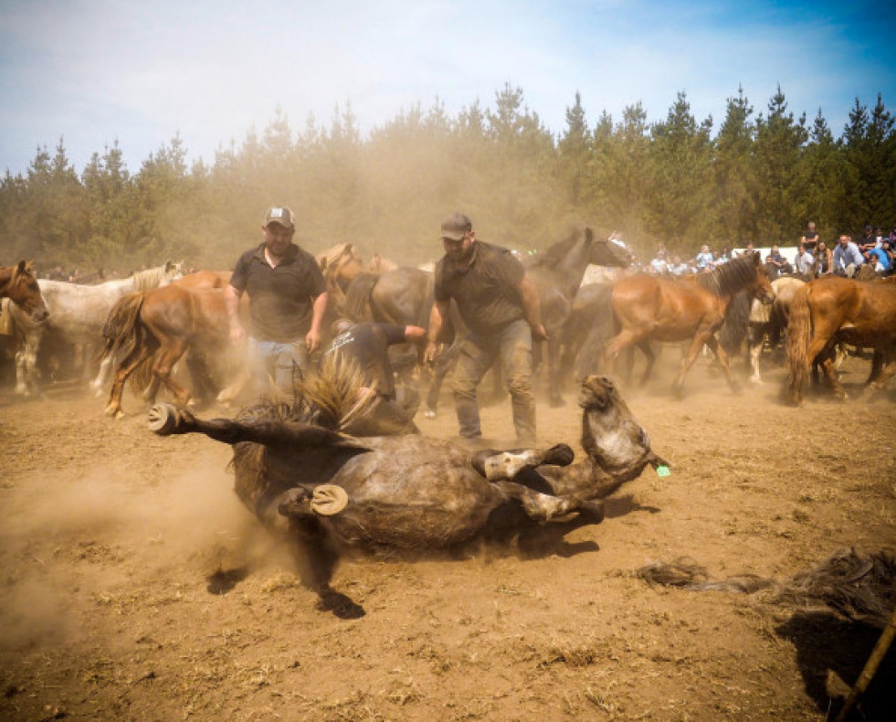 Caballos