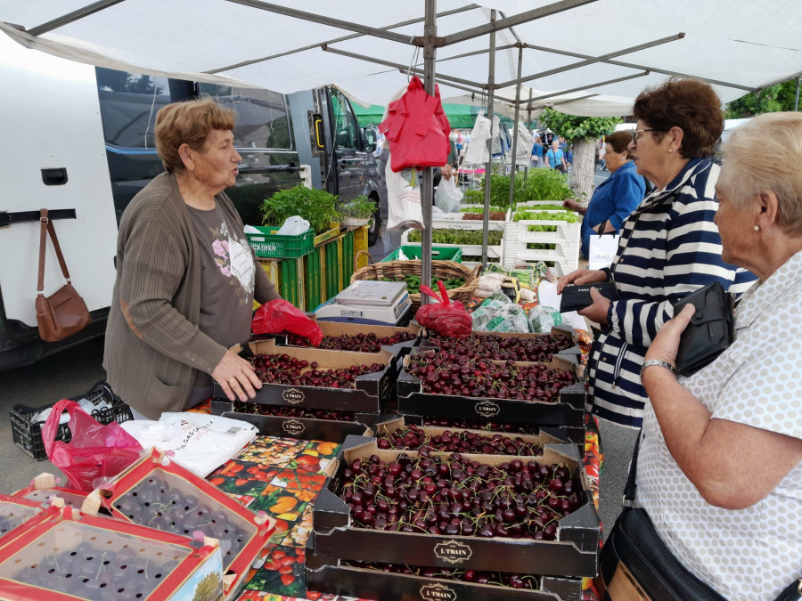 El precio del kilo de cereza del Valle del Jerte osciló en la feria de Paiosaco entre 4 y 8 euros