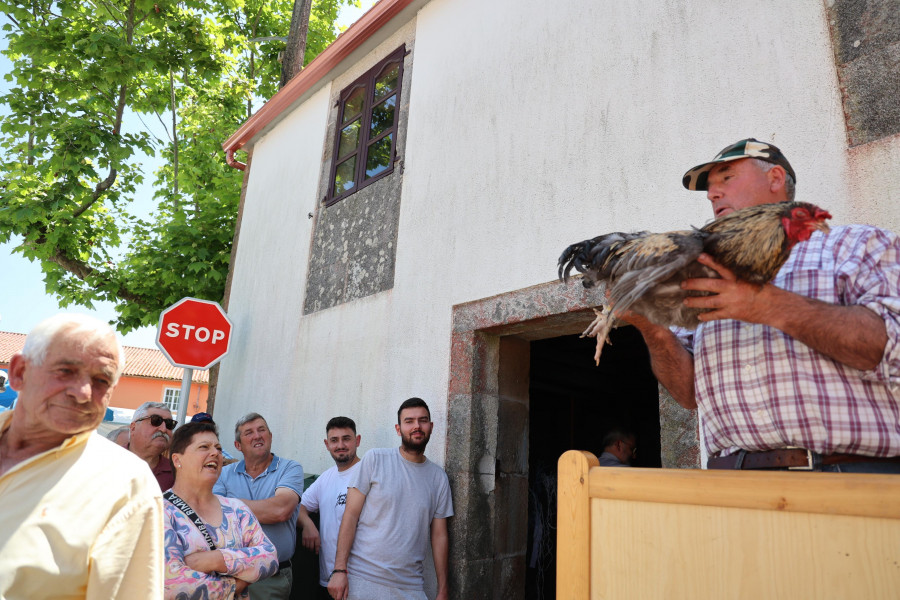 Devoción a San Adrián y "poxa" de gallos en A Piña y Toba