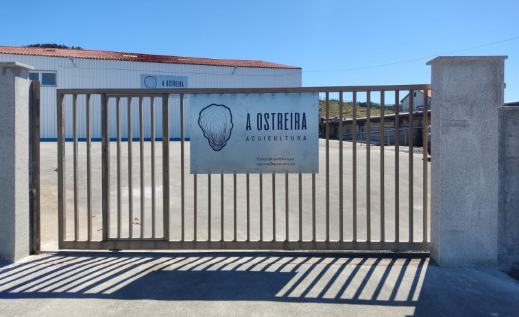 A Ostreira invertirá medio millón de euros en potenciar su planta acuícola emplazada en Barizo