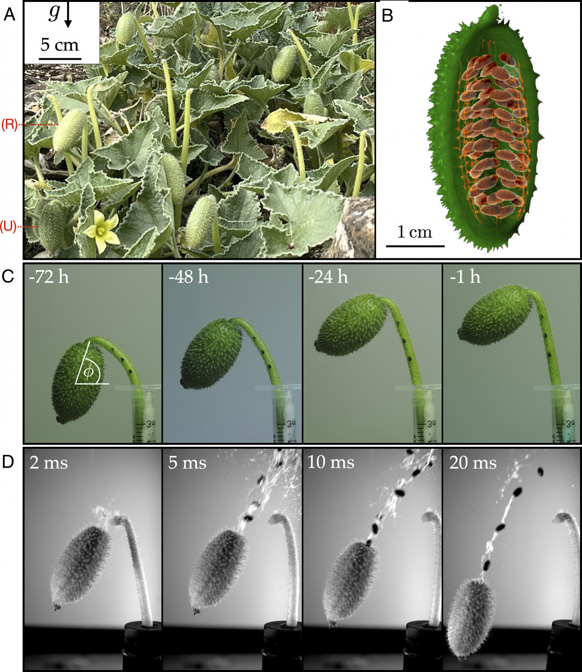 Pnas.2410420121fig01